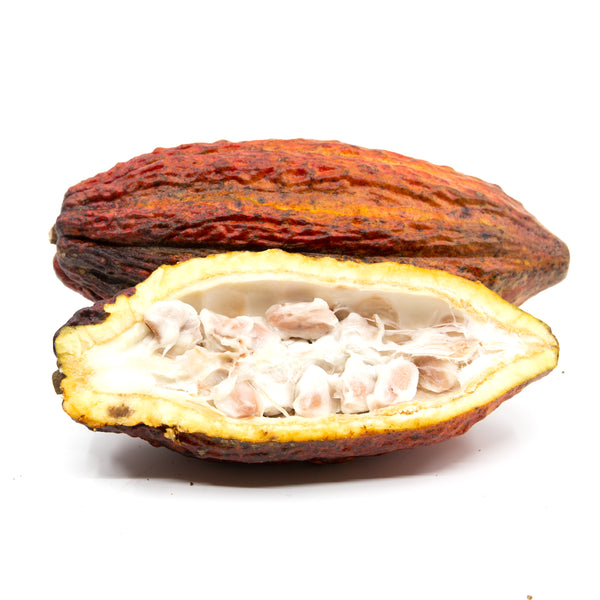 Fresh Cacao (Chocolate ) Fruit Shipped to Your Door by Congo Tropicals 