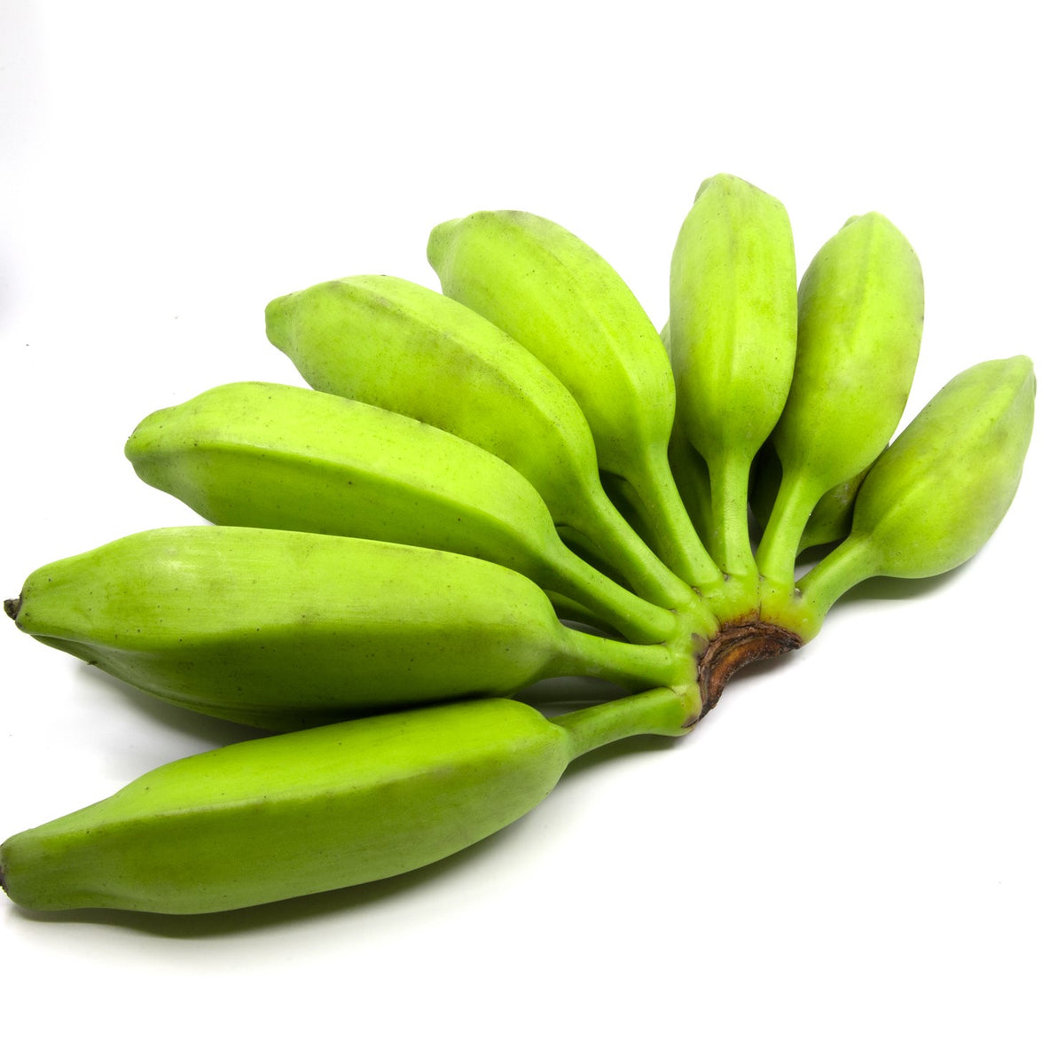 Green Plantains Banana Burro from Ecuador Shipping Congo Tropicals