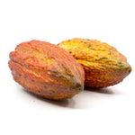Fresh Cacao (Chocolate ) Fruit Shipped to Your Door by Congo Tropicals 