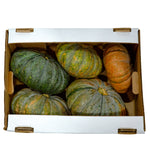 Congo-Brand Calabaza Arjuna Squash (Pumpkin) -Shipping Included