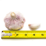 Fresh Purple Striped Garlic (from Peru) (Shipping Included)