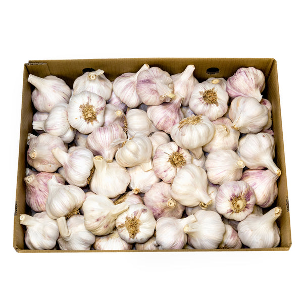 Fresh Purple Striped Garlic (from Peru) (Shipping Included)