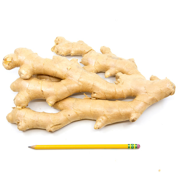 Congo Ginger Root (Big Palm) Shipping