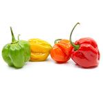 Shop Habanero Pepper Mixed Shipped by Congo Tropicals to Your Home