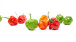 Shop Habanero Pepper Mixed Shipped by Congo Tropicals to Your Home