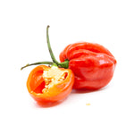 Shop Habanero Pepper Red Shipped by Congo Tropicals to Your Home